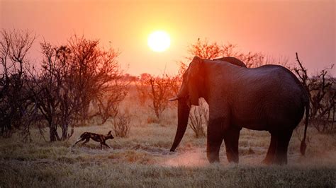 Okavango Wildlife Photo Safari In Botswana Africa Youtube
