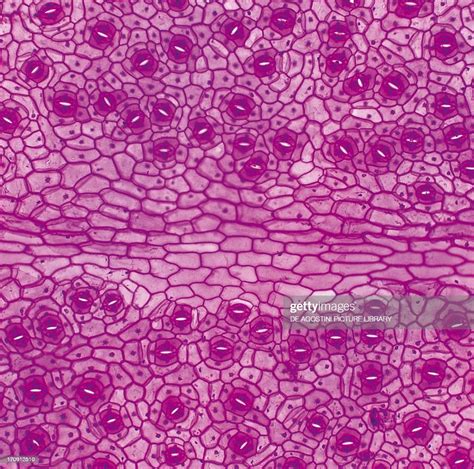 Plant Tissue With Different Types Of Cells And Stomata Seen Under A