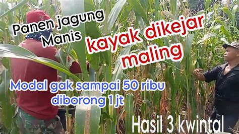 Panen Jagung Manis Kayak Dikejar Maling Modal Gak Sampe Rb Diborong Jt Hasil Kwintal