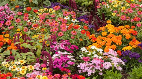 Calendula Flower Benefits And More Kellogg Garden Organics