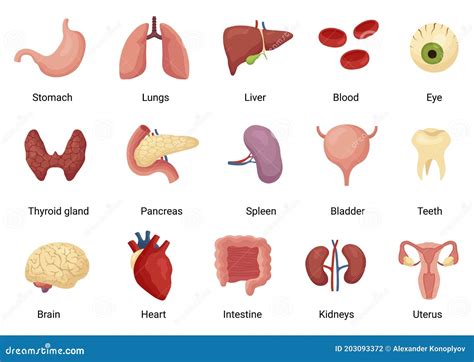 Internal Organs Of Human Body Anatomy And Medicine Stock Vector