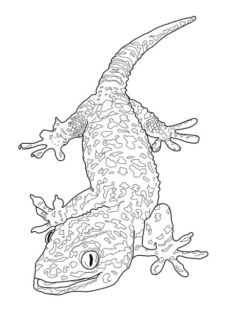 Gecko Normal Para Colorear Imprimir E Dibujar Dibujos Colorear