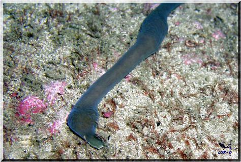 Diving Strange Worm At Bare Island