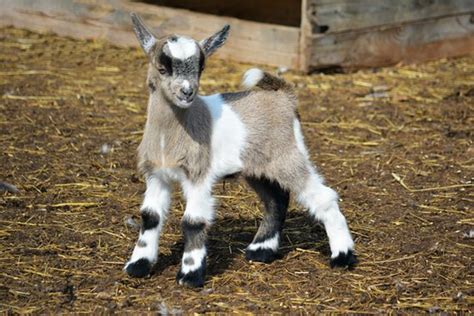 Miniature Farm Animals Pygmy Goats Micro Pigs And More Pethelpful