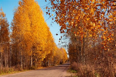Asphalt Country Road Through The Autumn Forest Beautiful Autumn