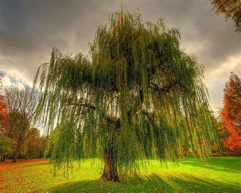 For Weeping Willow Tree In Winter Hd Wallpaper Pxfuel