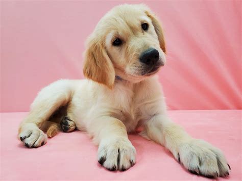 Reserve early, so you do not miss out on a perfect puppy! Golden Retriever-DOG-Male-Golden-2622458-Petland Las Vegas, NV