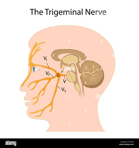 The Trigeminal Nerve Stock Photo Alamy