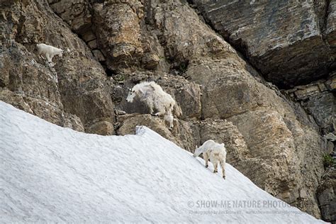 Mountain Goats Part 1 Show Me Nature Photography