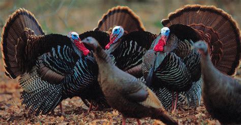 Harvest Reporting Crucial For Eastern Turkey Hunting In Texas
