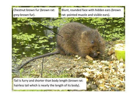 Species Brown Rat The Mammal Society
