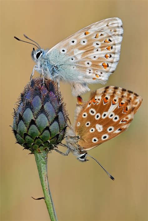 Fotos De Insectos Sorprendentes Fotos E Imágenes En Fotoblog X