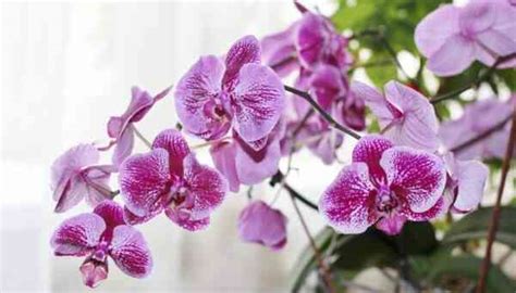 30 Interesting Facts About Orchids