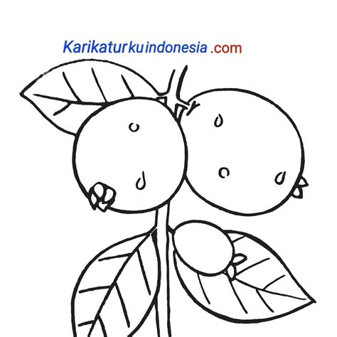 Terdapat banyak sekali macam 28 gambar sketsa pohon jambu biji terkeren. Mewarnai Gambar Buah Jambu Biji - Paimin Gambar