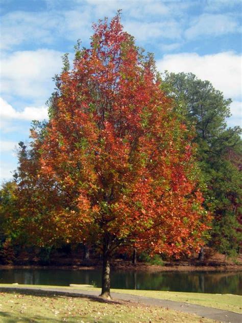 What Is A Fast Growing Shade Tree And How Can It Add To Your Property Caledon Treeland