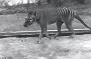 Mysterious Creature Captured On Camera May Be Proof The Tasmanian Tiger