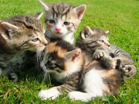 Zusammenleben mit anderen katzen, das toilettenverhalten festigt sich, spielen, kämpfen und nicht zu vergessen, die erziehung durch mama katz'. Maikätzchen abzugeben - Hauskatzen