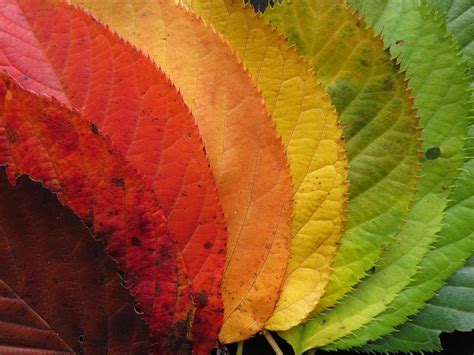 Autumn Leaves Fall Colorful Free Photo On Pixabay Pixabay