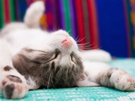 Katzenbesitzern und ihren nachbarn wird es kein unbekanntes bild sein, wenn der liebling oben auf dem baum festsitzt und nur mit viel mühe, einer leiter oder vielleicht sogar von der feuerwehr heruntergeholt werden muss. Katzen - Infos zum Katzenkauf und Bilder von Katzenbabys