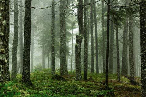Want 47 Acres Of Maine Woods Sharpen Your Writing Skills Forest