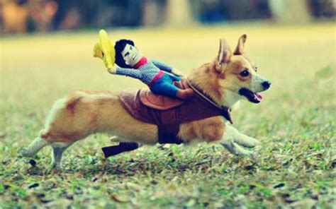 The Best Dog Halloween Costume Ideas In 2018 Thetsdigest