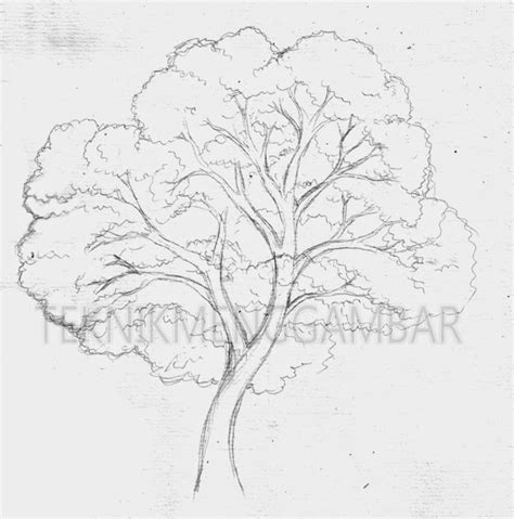 Seringkali kita mengikuti suatu psikotes dalam rangka tes kerja. Sketsa Gambar Pohon Mangga Psikotes - Contoh Sketsa Gambar