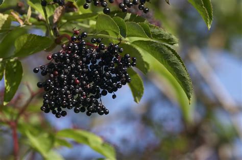 Elderberry Nutrition Facts Calories Carbs And Health