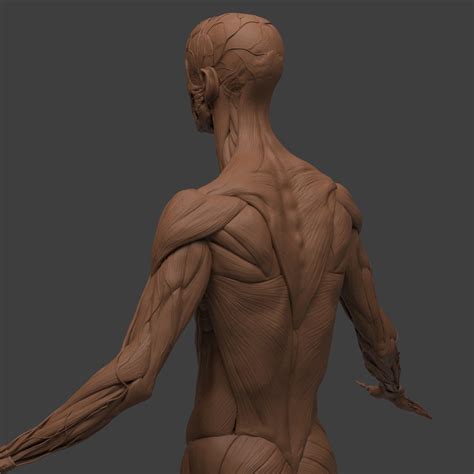 Male Ecorche 3D Model CGTrader