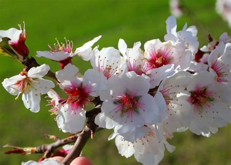 Bunga raya ini adalah hibiscus rosasinensis yang merupakan tanaman anggota suku malvaceae. Kumpulan Nama Bunga Lengkap (Dari A-Z) Beserta Gambar dan ...