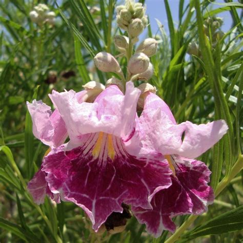 Desert Willow Bloom Tree To 30 Feetvery Japanese In