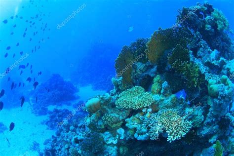 Marine Life In The Red Sea Stock Photo By ©uwstas 25680787