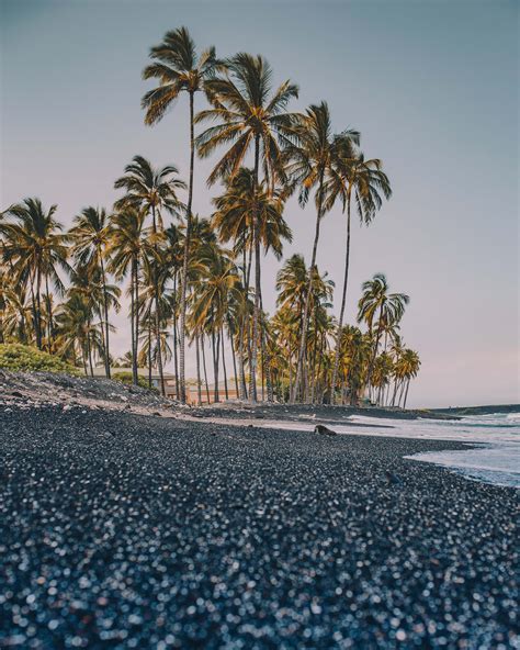 Palm Tree Palm Trees Beside Seashore Coast Image Free Photo