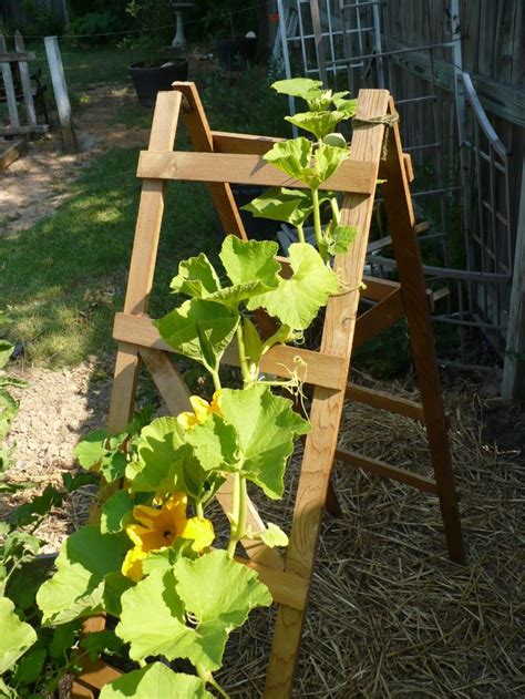 Trellis For Yellow Squash I Always Love The Look Of These Garden