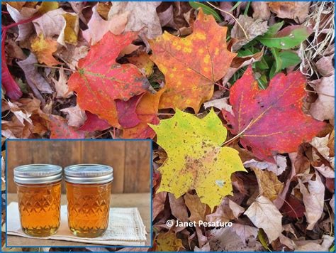 How To Make Maple Syrup I Choosing Trees And Getting Sap