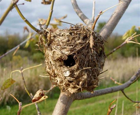 Tywkiwdbi Tai Wiki Widbee I Have A Question About A Birds Nest