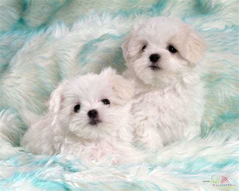 Baby Dog Wallpapers Wallpaper Cave