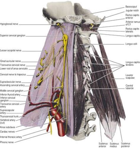 Prevertebral Region Lasts Anatomy Regional And Applied
