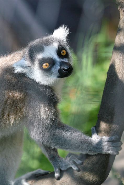 Ring Tailed Lemur 15 Kabacchi Flickr