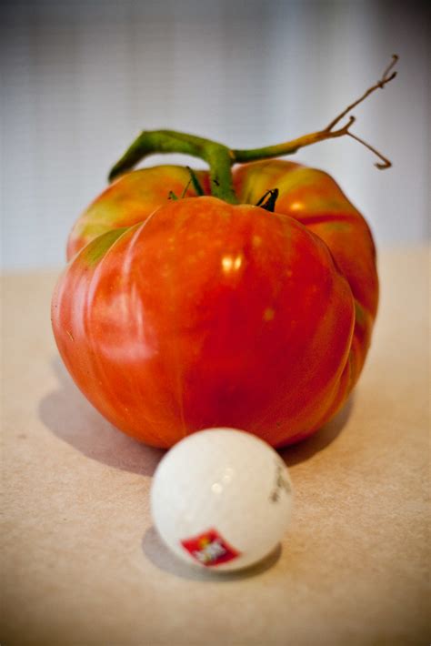 Check spelling or type a new query. giant tomato | have we created a monster? | crusty lemon 2 ...