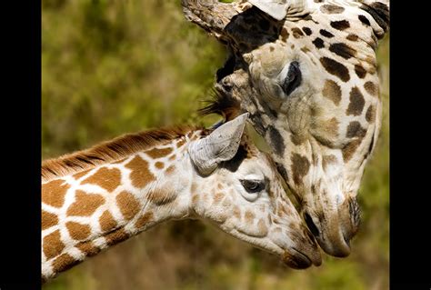 Download A Mother's Love: 40 Adorable Animal Mom and Baby Photos