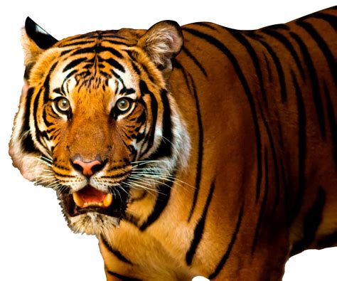 Tiger Png Transparent Images Png All