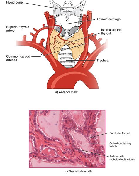 174 The Thyroid Gland Anatomy And Physiology
