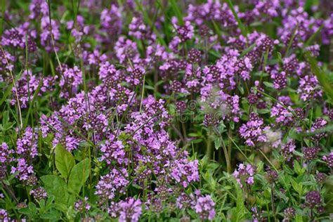 Thymus With Flowers Stock Image Image Of Food Outdoors 109557883
