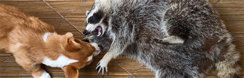 Will Raccoons Attack Dogs