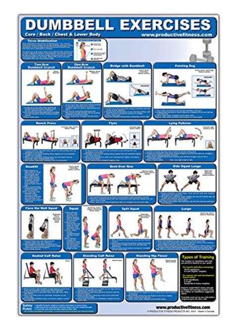 Laminated Dumbbell Exercise Poster Chart Lower Body Core Chest Back Created By Fitness