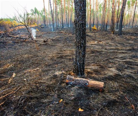 Fire In A Pine Forest Stock Photo Image Of Ground Deforestation
