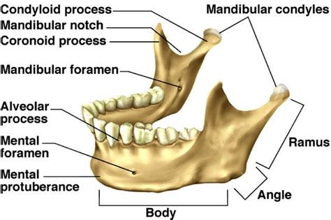 Mental Foramen Bone