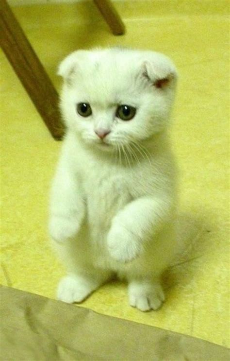 Adorable Scottish Fold Kitten Cute Cats Cat Breeds Cats