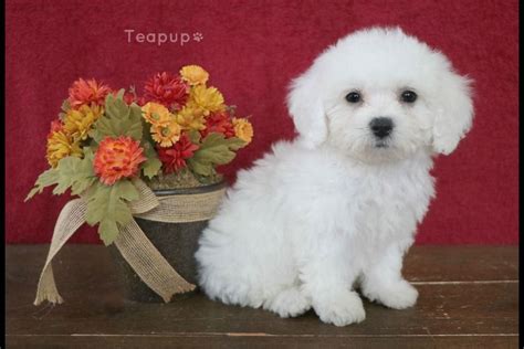 Teapup Bichon Frise Puppies For Sale Born On 08182019