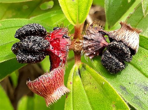 Buah-buahan yang bagus untuk bulu burung pemakan buah dan biji bijian — Steemit